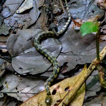 Another snake - dangerous!